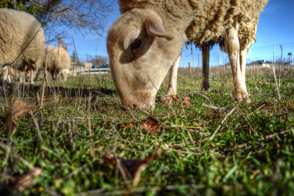 Lamby-Pastando